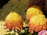 菊